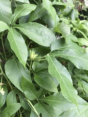 Passiflora incarnata × cincinnata