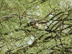 Tarphonomus certhioides