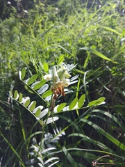 Vicia abbreviata