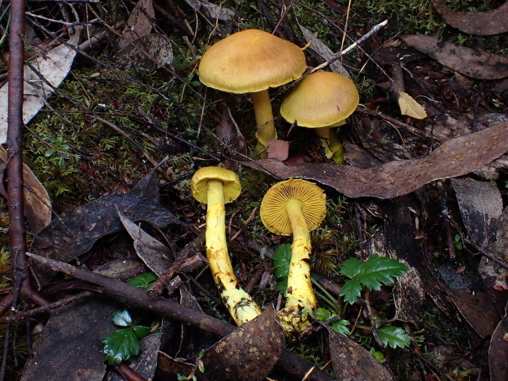 Cortinarius canarius · May 2025 · photo: © oqt (iNaturalist, cc-by)