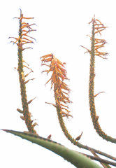 Aloe candelabrum