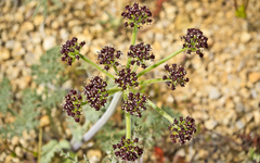 Lomatium mohavense