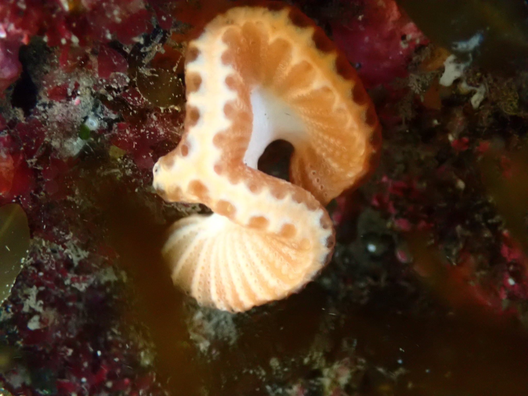 Sycozoa cerebriformis (Quoy & Gaimard, 1834)