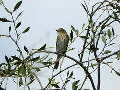 Knipolegus striaticeps