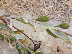 Eriogonum microtheca ambiguum