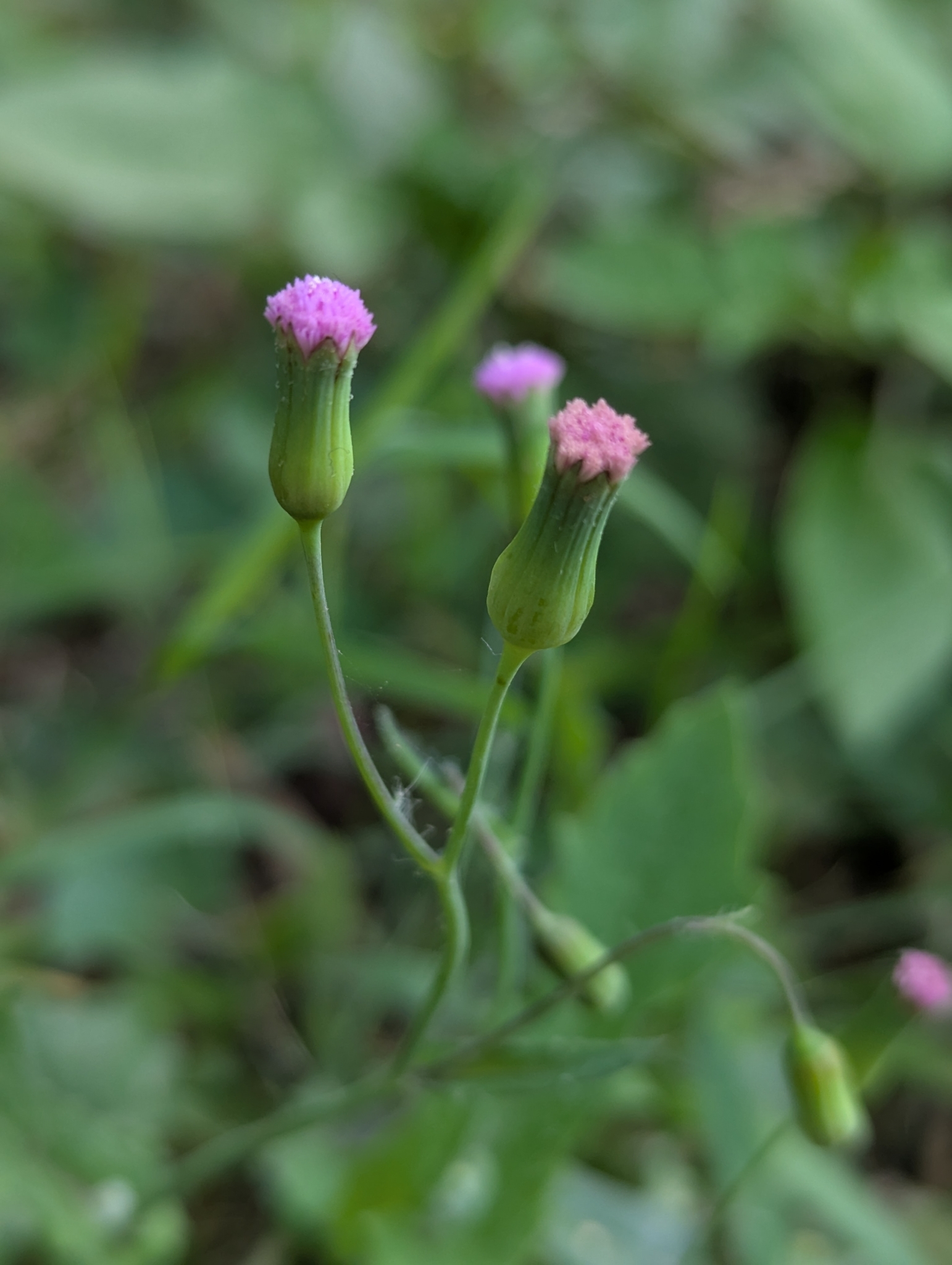 Emilia sonchifolia (Emilia sonchifolia)