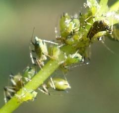 Impatientinum asiaticum