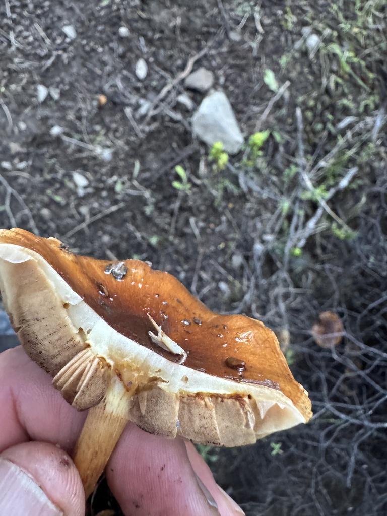 Pholiota multicingulata · May 2025 · photo: © iandickie (iNaturalist, cc-by)