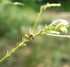 Impatientinum asiaticum