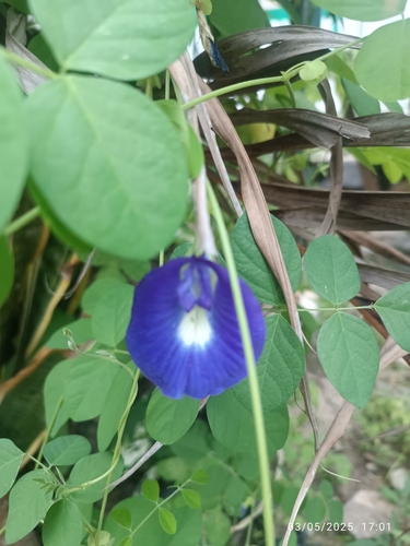 Clitoria ternatea