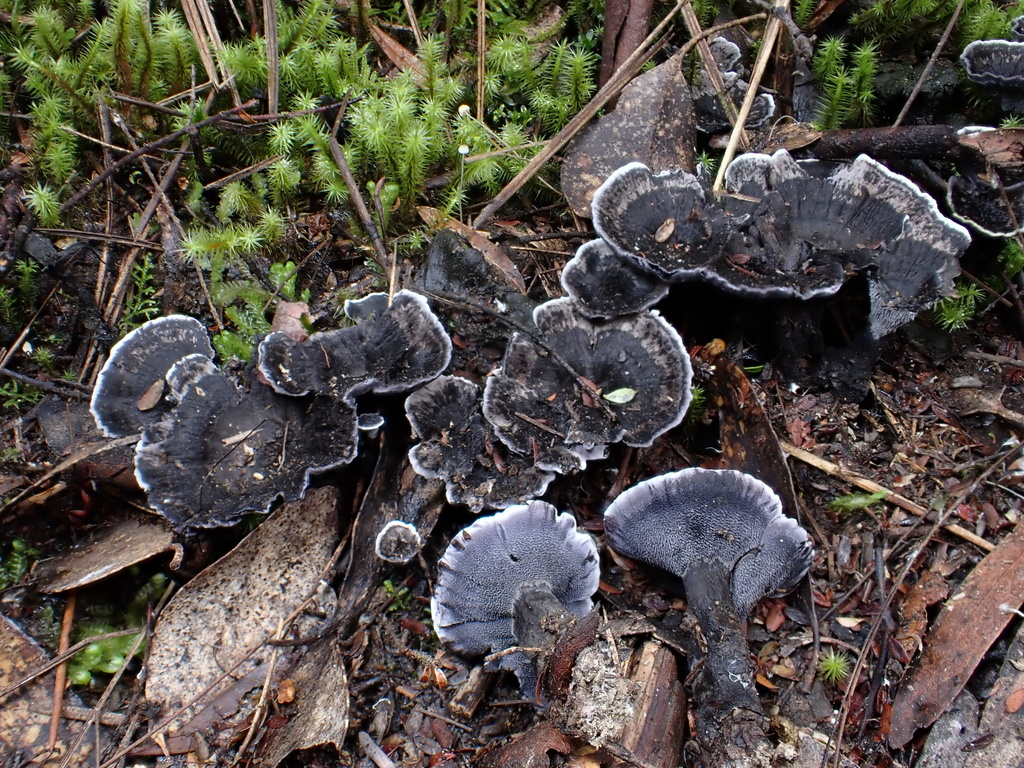 Phellodon niger · May 2025 · photo: © oqt (iNaturalist, cc-by)