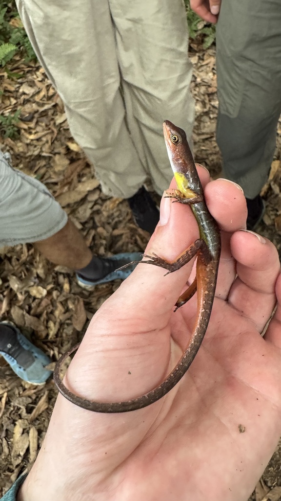 Long-toed Forest Skink