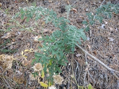 Psephellus daghestanicus