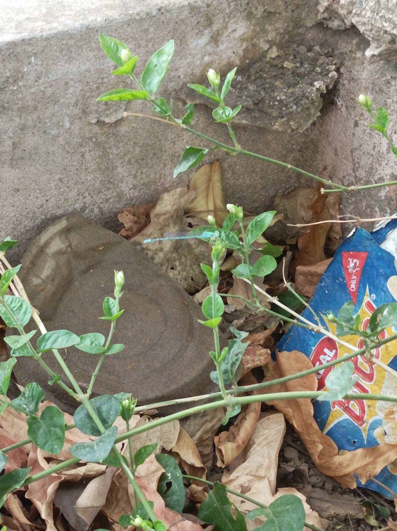Three-Lined Sprite
