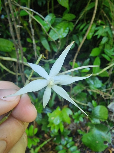 Aerangis kirkii (Rchb.f.) Schltr. 3