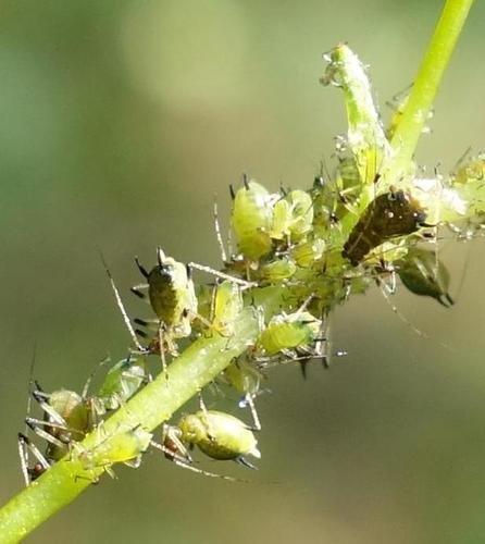 Asian Balsam Aphid