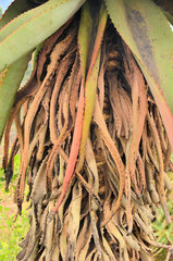Aloe candelabrum