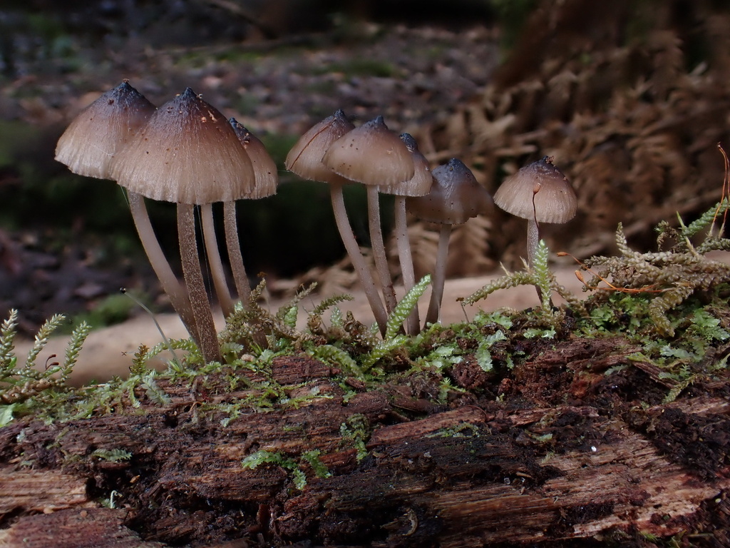 Mycena mulawaestris · May 2025 · photo: © oqt (iNaturalist, cc-by)