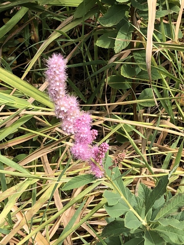 Douglas's Spiraea