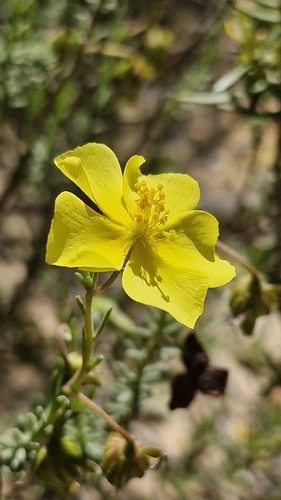 Image of Fumana ericoides by (c) Antonio Requena Serrano, some rights reserved (CC BY)
