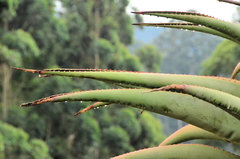 Aloe candelabrum