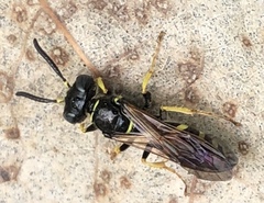 Philanthus lepidus