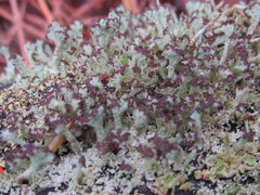 Cladonia parasitica