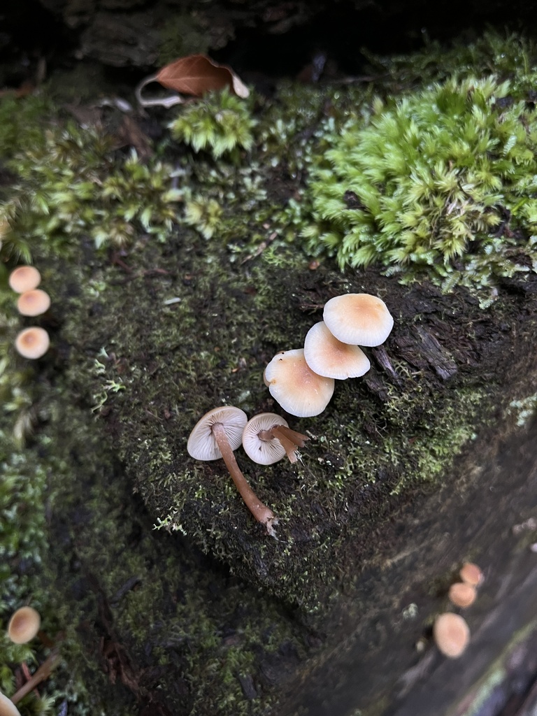 Rhodocollybia eucalyptorum