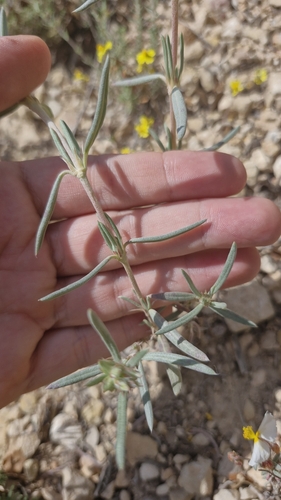 Image of Helianthemum syriacum by (c) Antonio Requena Serrano, some rights reserved (CC BY)
