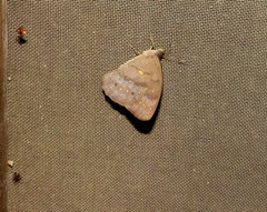 Pseudodebis valentina