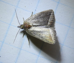 Capis curvata