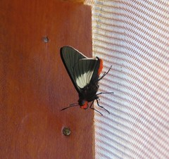 Pyrrhopygopsis socrates