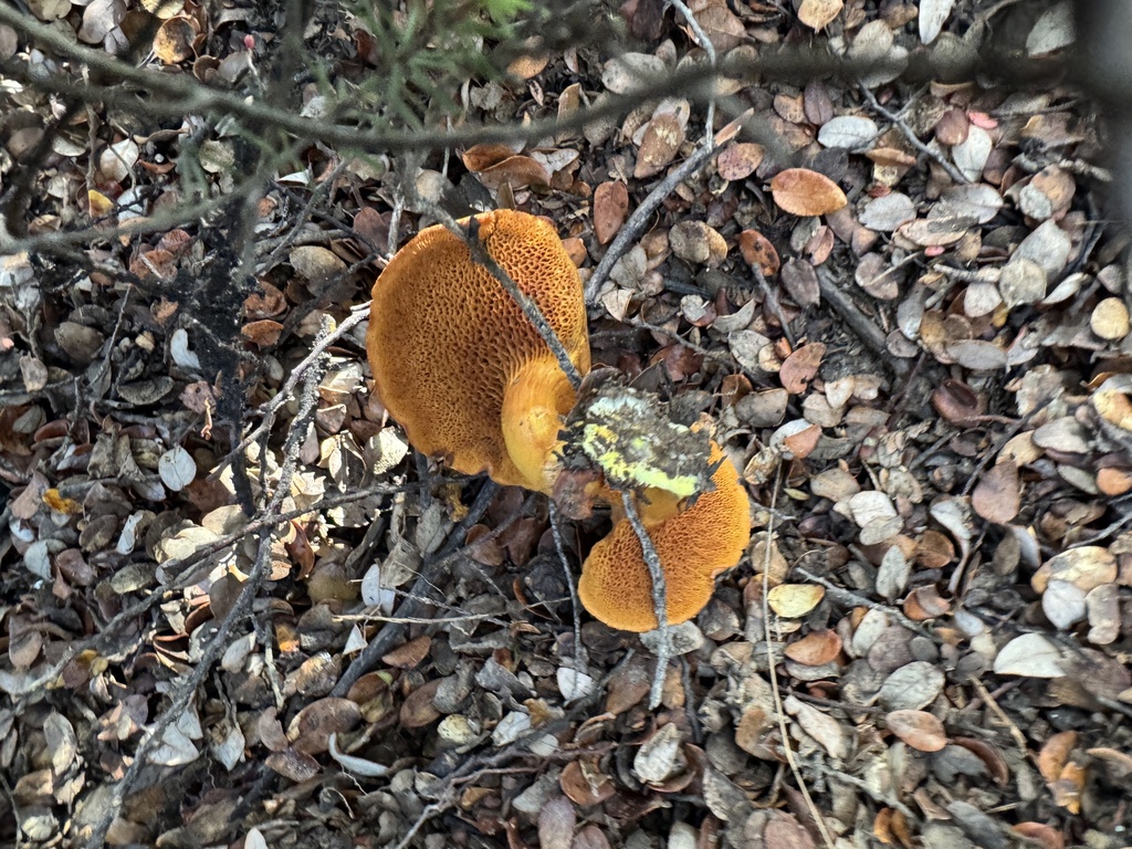 Chalciporus piperatus · May 2025 · photo: © iandickie (iNaturalist, cc-by)