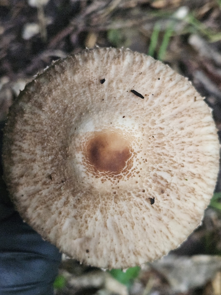 Macrolepiota clelandii · May 2025 · photo: © jacog (iNaturalist, cc0)