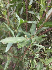 Alchornea castaneifolia