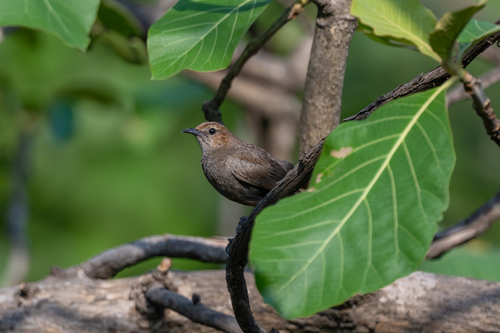 Indian Robin (Copsychus fulicatus), photo 7