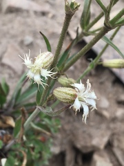 Silene oregana