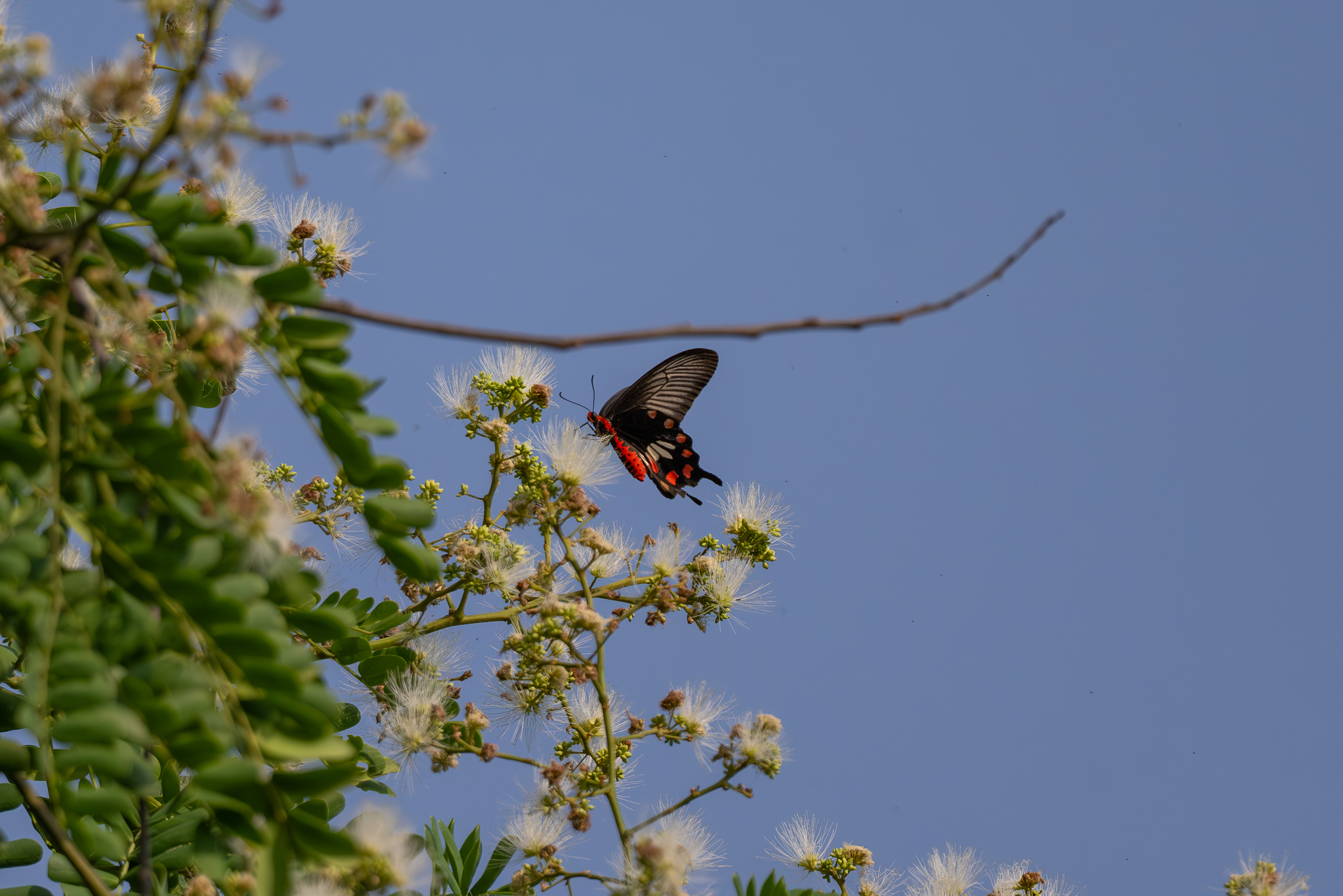 Common Rose