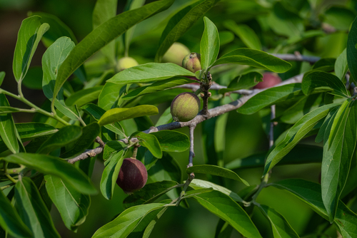 Alangium salviifolium, photograph 5