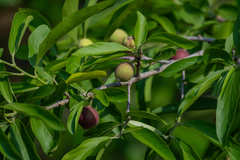 Alangium salviifolium, photograph Aditya Rao, CC BY, iNaturalist via GBIF