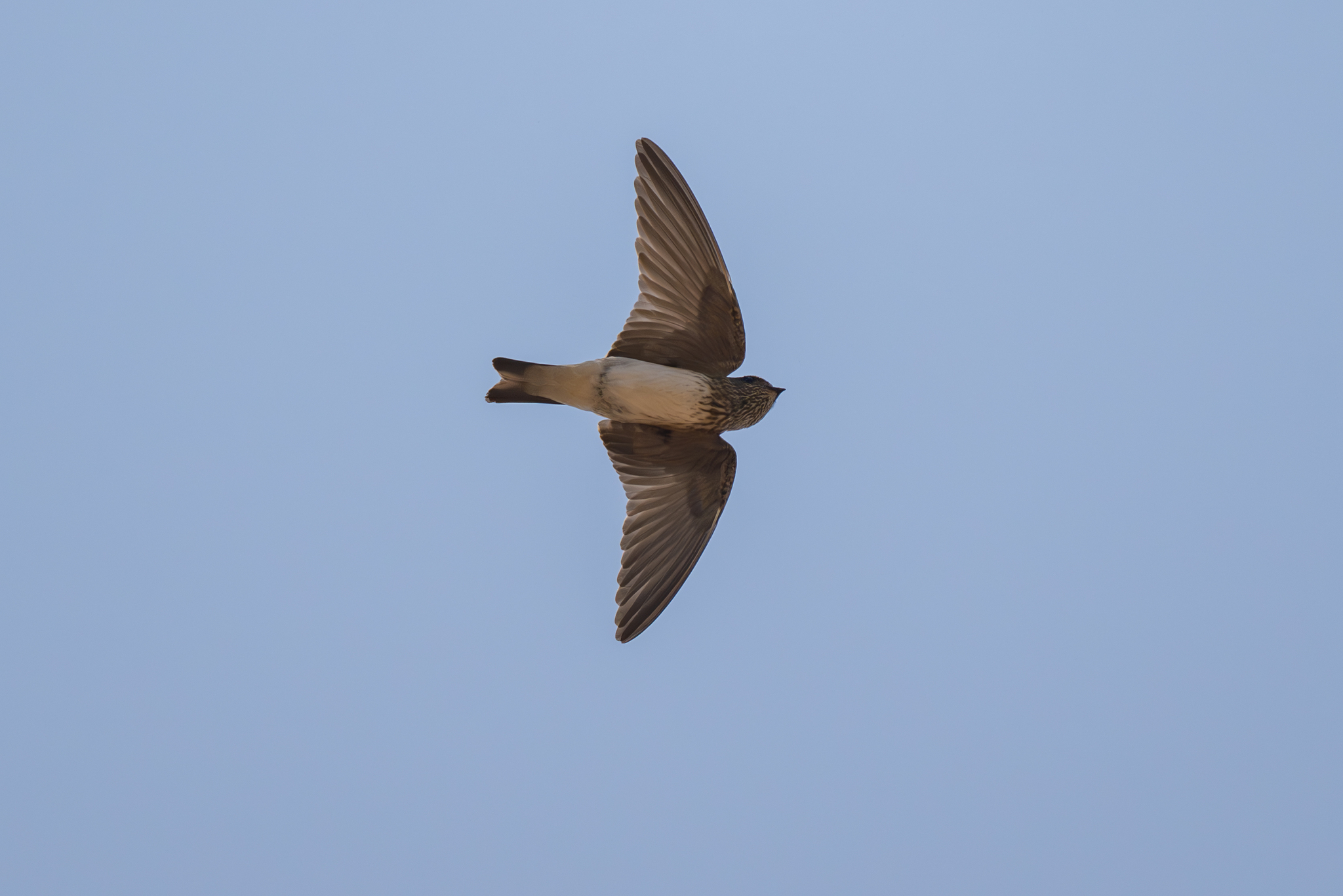 Streak-throated Swallow (Petrochelidon fluvicola), photo 9