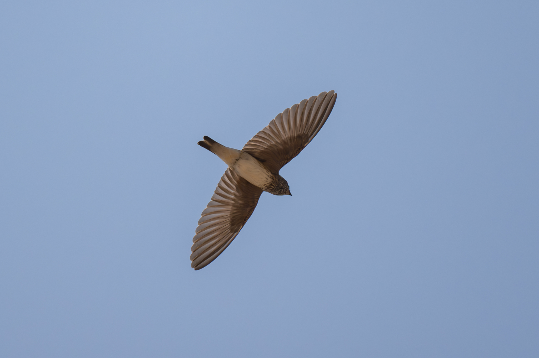 Streak-throated Swallow (Petrochelidon fluvicola), photo 10