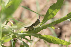 Heteracris prasinata