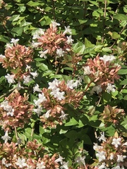 Abelia × grandiflora