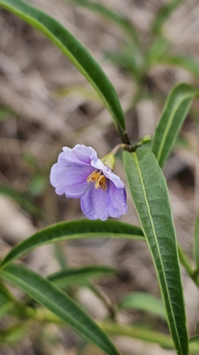 oondoroo (Solanum simile)
