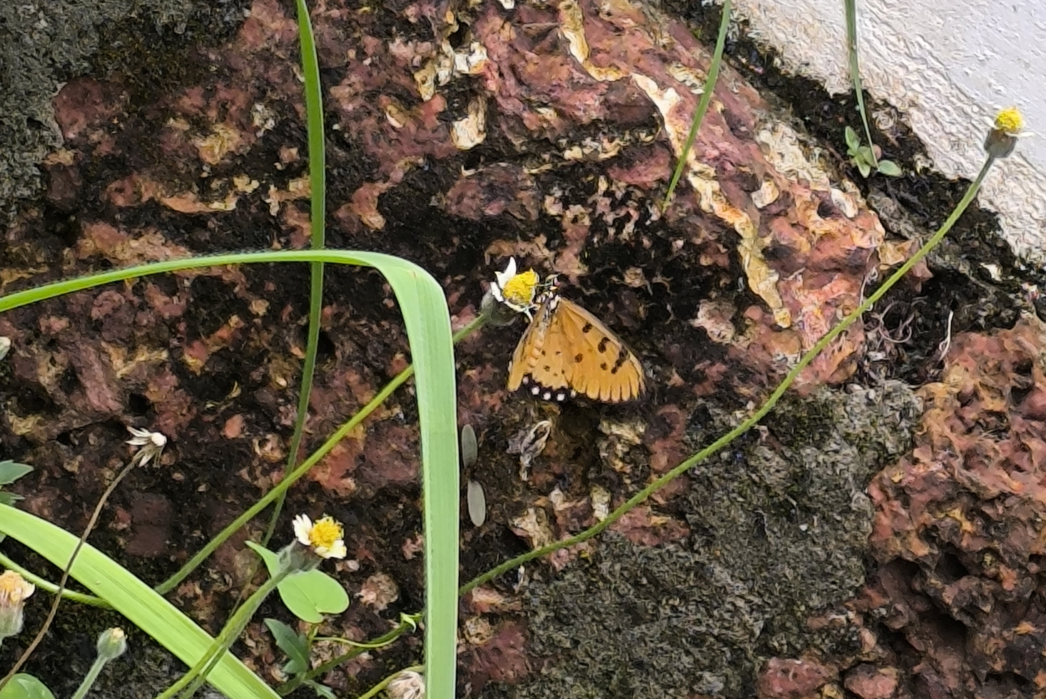 Tawny Coster