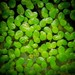 Common Duckweed - Photo (c) Attila Oláh, some rights reserved (CC BY), uploaded by Attila Oláh