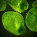 Common Duckweed - Photo (c) Attila Oláh, some rights reserved (CC BY)