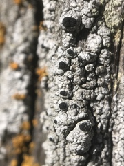 Pseudothelomma occidentale