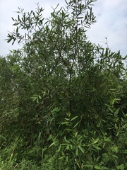 Alchornea castaneifolia